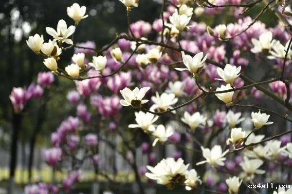 发表30篇SCI论文，又获王大珩光学奖 ，我电这位学霸真帅！