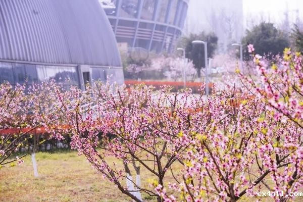 45篇SCI，16项专利，这位成电“追光者”再获全国大奖！