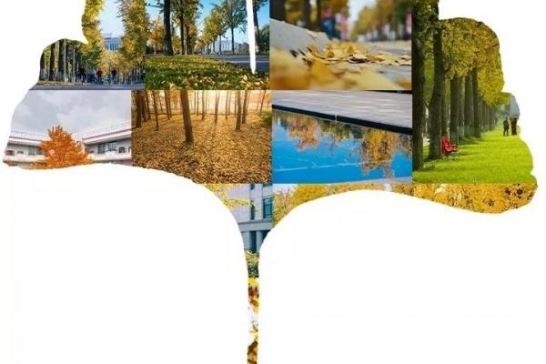 【图片】拥一树金黄，作别最美银杏季