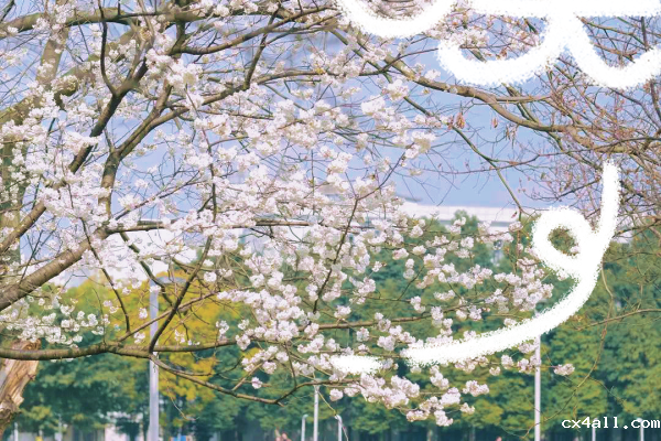 成电的春天，是一万次春和景明