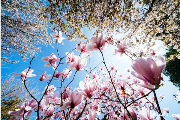 “植”此新绿 共赴成电春之盛宴